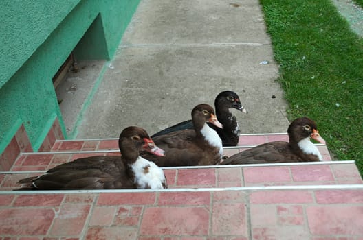 4 ducks sitting on stairs tiles at front entrance of the house