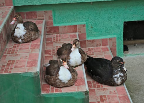 4 ducks sitting on stairs tiles at front entrance of the house