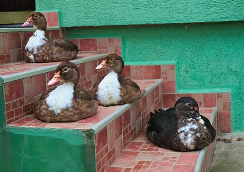 4 ducks sitting on stairs tiles at front entrance of the house