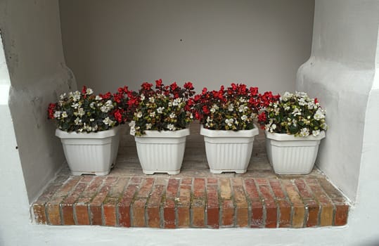 4 pots with blooming red and white flowers on wall