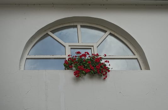 Pot with red flowers sitting on window