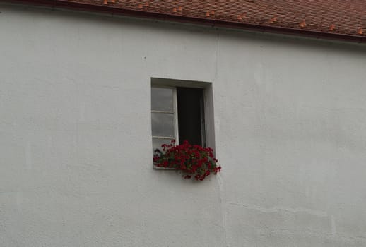 Pot with red flowers sitting on window