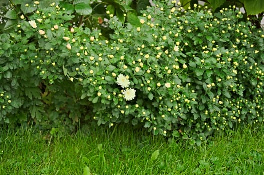 Bush blooming with white flowers in garden