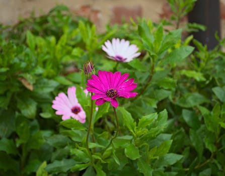 Blooming pink flower surrounded by green in garden