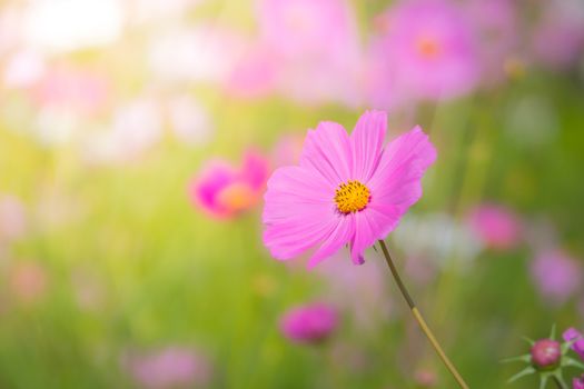  Beautiful Cosmos flowers in garden