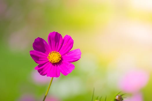  Beautiful Cosmos flowers in garden