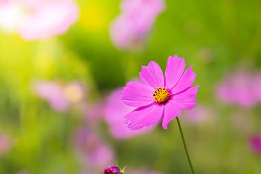  Beautiful Cosmos flowers in garden