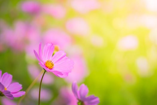  Beautiful Cosmos flowers in garden