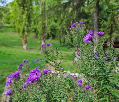 Blooming purple flowers in park