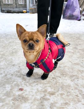 Chihuahua in winter clothes, the cold minus 15 degrees Celsius