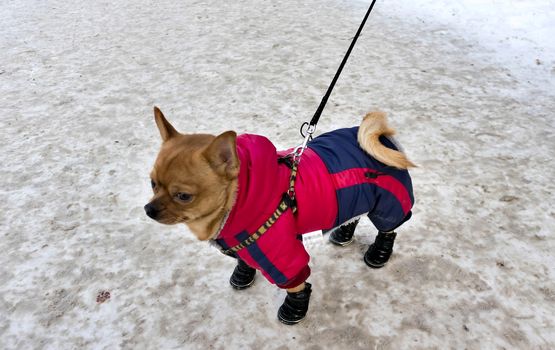 Chihuahua in winter clothes, the cold minus 15 degrees Celsius
