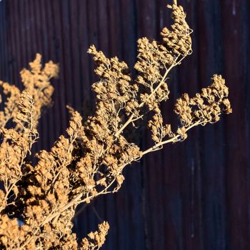 dry the stem of wormwood in winter in the morning sun on dark background