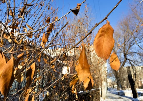 dry orange leaves on the branches in early winter on blurred landscape