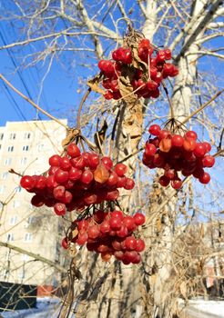 ripe viburnum berries on the Bush in late autumn on blurred nature background