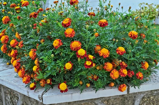 Marigolds blooming in garden