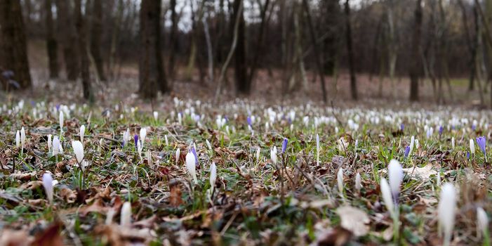 snowdrop flowers in the grass