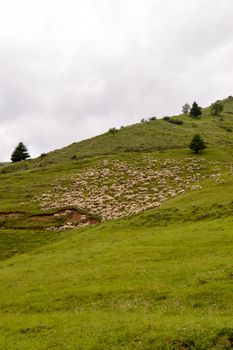 Herds of sheep in a green meadow on a hill of dolomites in Italy