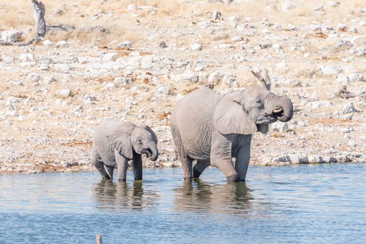 An African elephant cow, Loxodonta africana, and calf drinking water at a waterhole in Northern Namibia