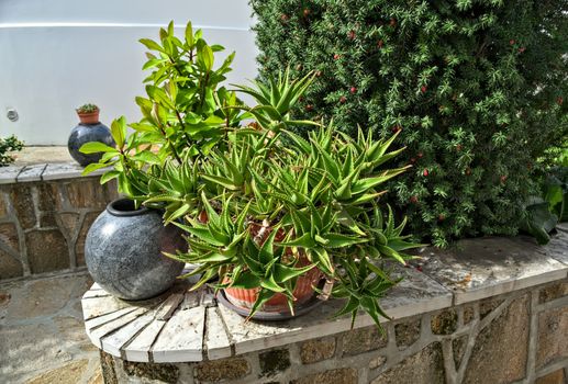 Decorative plants in flower pot