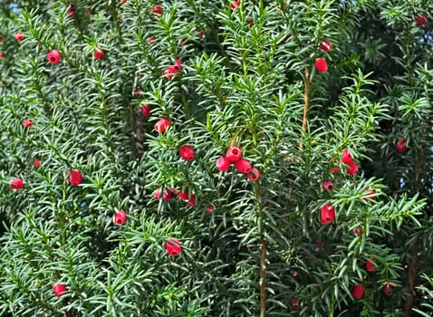 Bush with red berries at autumn, closeup