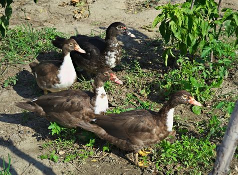 4 ducks caught eating vegetables in garden