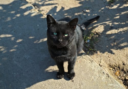 Black cat looking at me on a hot summer day