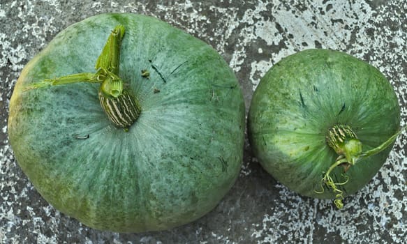 Still green pumpkin, early harvested