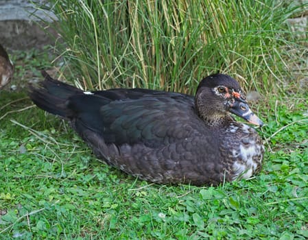 Domestic male duck sitting on grass