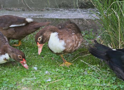 Domestic female duck standing on one leg