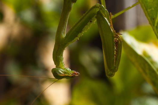 Macro image of a green Praying Mantis