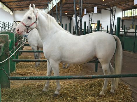 Beautiful white horse in stable, side view