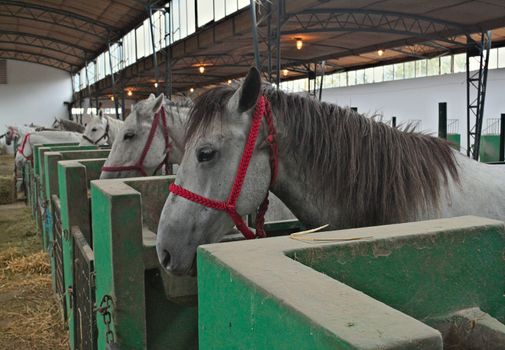 View at row of horses in stable