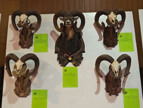 Exhibition of animal hunting trophies on wall