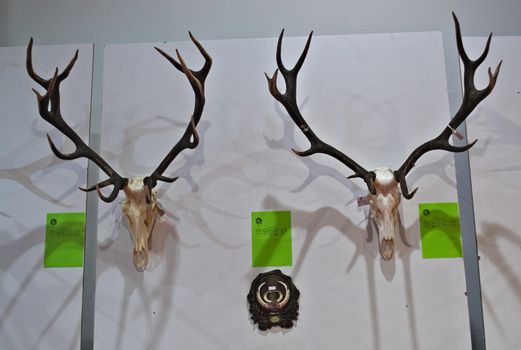 Exhibition of animal hunting trophies on wall