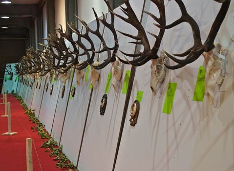 Exhibition of animal hunting trophies on wall