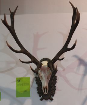 Exhibition of animal hunting trophies on wall