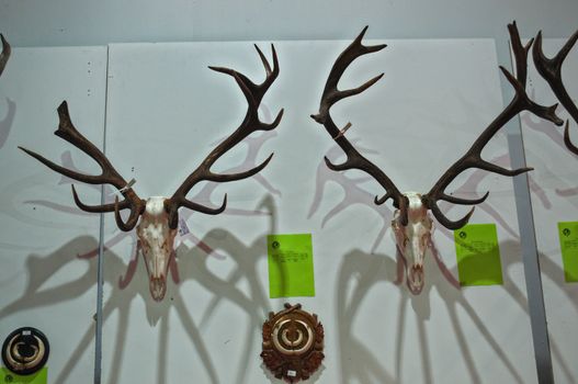 Exhibition of animal hunting trophies on wall