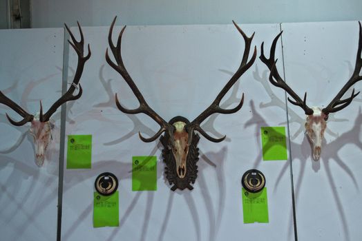 Exhibition of animal hunting trophies on wall