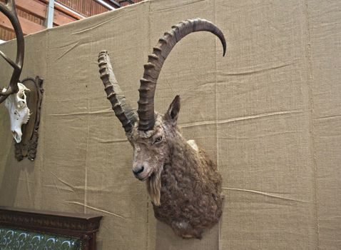 Stuffed animal head hanging on wall as trophy