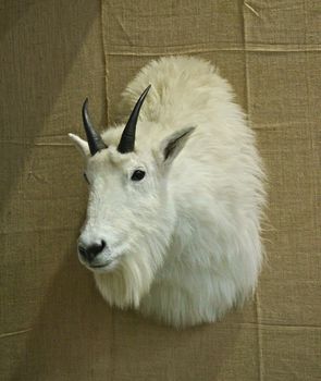 Stuffed animal head hanging on wall as trophy