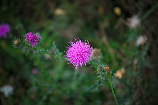Wild meadow plant blooming with pink flower