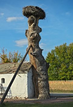 Small cottage beside old tree with stork nest