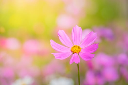  Beautiful Cosmos flowers in garden