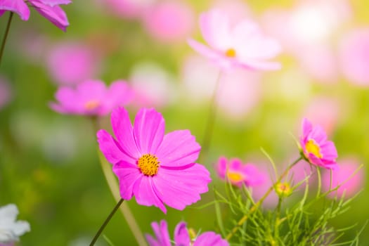  Beautiful Cosmos flowers in garden