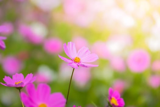  Beautiful Cosmos flowers in garden