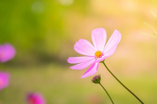  Beautiful Cosmos flowers in garden