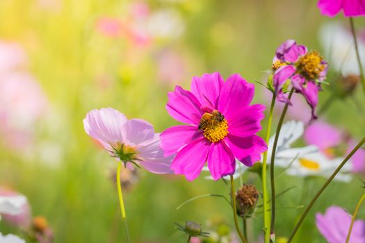  Beautiful Cosmos flowers in garden