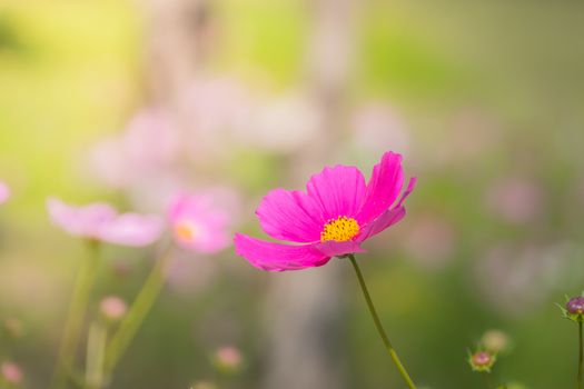  Beautiful Cosmos flowers in garden