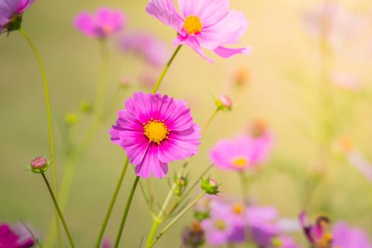  Beautiful Cosmos flowers in garden