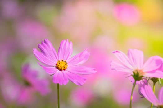  Beautiful Cosmos flowers in garden